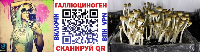Галлюциногенные грибы Psilocybe  Киров 